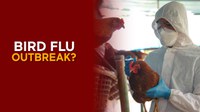 Avian flu and food security in South Africa