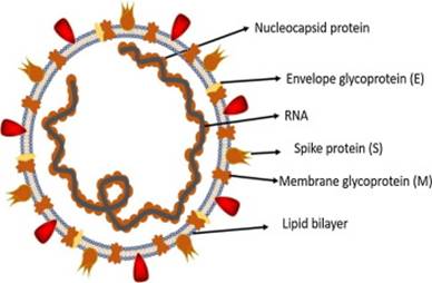 COVID-19 infection: Origin, transmission, and characteristics of ...